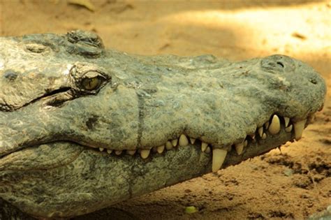 The Curious Case of the Crocodile Who Cried Honey! – A Deep Dive into 9th Century South African Folklore