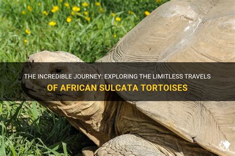  The Tortoise's Journey! A Nigerian Folktale Exploring Perseverance and Trickery