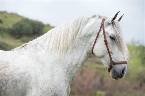 Yegua Blanca, een Spaanse Folktale van Mysterie en Transformaties!